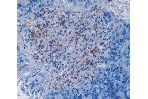 Used in DAB staining on fromalin fixed paraffin- embedded pancreas tissue (DISC1 抗体  (AA 151-330))
