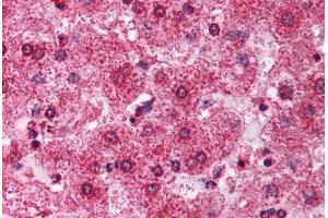 Human Liver (formalin-fixed, paraffin-embedded) stained with TRIM14 antibody ABIN213718 at 2. (TRIM14 抗体  (AA 116-165))