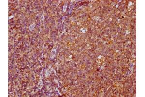 IHC image of ABIN7165570 diluted at 1:400 and staining in paraffin-embedded human tonsil tissue performed on a Leica BondTM system. (FAM83G 抗体  (AA 464-615))