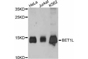 Western blot analysis of extracts of various cell lines, using BET1L antibody (ABIN5997300) at 1:3000 dilution. (BET1L 抗体)
