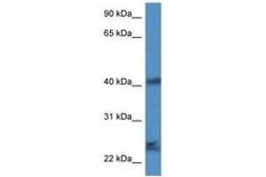 Image no. 1 for anti-Secretory Carrier Membrane Protein 1 (SCAMP1) (AA 49-98) antibody (ABIN6747294) (SCAMP1 抗体  (AA 49-98))