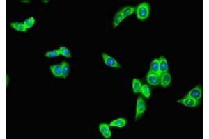 Immunofluorescent analysis of HepG2 cells using ABIN7167735 at dilution of 1:100 and Alexa Fluor 488-congugated AffiniPure Goat Anti-Rabbit IgG(H+L) (RFPL4B 抗体  (AA 1-263))
