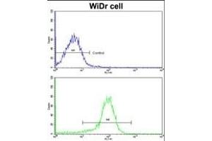 Flow cytometric analysis of widr cells using ZWINT Antibody (Center)(bottom histogram) compared to a negative control cell (top histogram). (ZWINT 抗体  (AA 59-88))