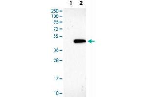 Western Blot analysis of Lane 1: negative control (vector only transfected HEK293T cell lysate) and Lane 2: over-expression lysate (co-expressed with a C-terminal myc-DDK tag in mammalian HEK293T cells) with GNAZ polyclonal antibody . (GNaZ 抗体)