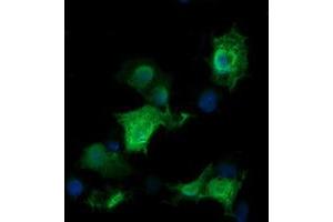 Image no. 2 for anti-RAB30, Member RAS Oncogene Family (RAB30) antibody (ABIN1500559) (RAB30 抗体)