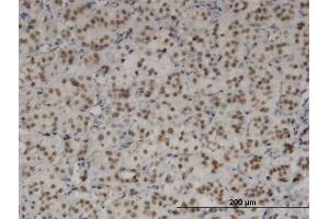Immunoperoxidase of monoclonal antibody to TBX3 on formalin-fixed paraffin-embedded human adrenal gland. (TBX3 抗体  (AA 311-410))