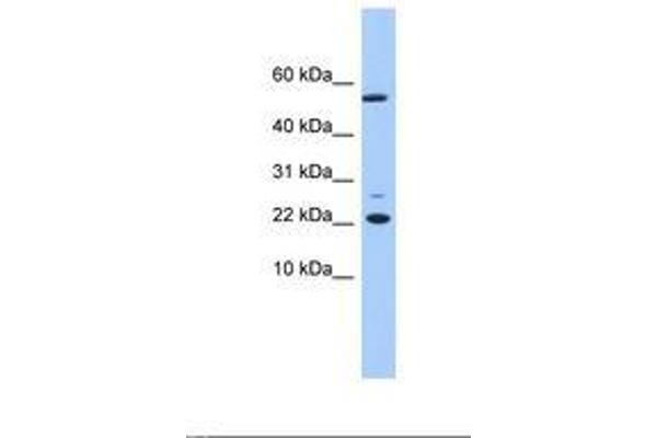 DNAJC24 antibody  (N-Term)