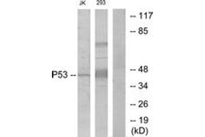 Western blot analysis of extracts from Jurkat/293, using p53 (Ab-6) Antibody. (p53 抗体  (AA 1-50))