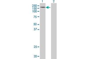 Lane 1: BRPF1 transfected lysate ( 138. (BRPF1 293T Cell Transient Overexpression Lysate(Denatured))