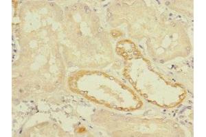 Immunohistochemistry of paraffin-embedded human kidney tissue using ABIN7173051 at dilution of 1:100 (TMEM139 抗体  (AA 56-216))