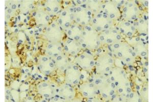 ABIN6276837 at 1/100 staining Mouse liver tissue by IHC-P. (IGFBP5 抗体  (Internal Region))