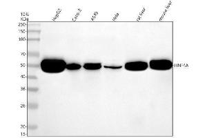 Western blot analysis of HNF4A using anti-HNF4A antibody (ABIN7605143).
