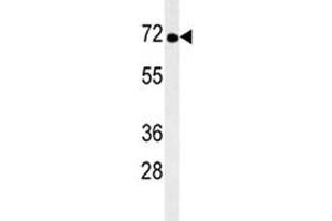 TNK1 antibody western blot analysis in mouse brain tissue lysate. (TNK1 抗体)