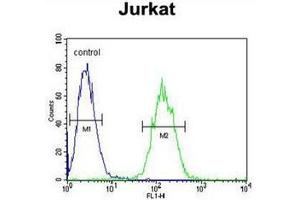 Flow cytometric analysis of Jurkat cells  using ETS1 Antibody (N-term) Cat. (ETS1 抗体  (N-Term))