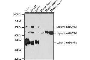 Western blot analysis of extracts of various cell lines, using Legumain (LGMN) (LGMN) Rabbit mAb (ABIN7268208) at 1:1000 dilution. (LGMN 抗体)