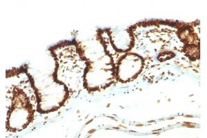 Formalin-fixed, paraffin-embedded Rat Colon stained with Pan-Nuclear Antigen Monoclonal Antibody (NM106). (Nuclear Antigen (Pan-Nuclear Marker) 抗体)