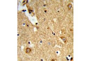 Formalin-fixed and paraffin-embedded human brain tissue reacted with ENTPD2 / CD39L1 Antibody (N-term) followed which was peroxidase-conjugated to the secondary antibody, followed by DAB staining. (ENTPD2 抗体  (N-Term))