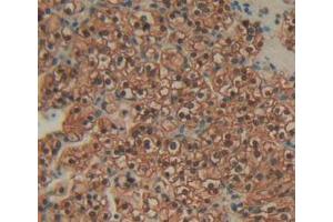 IHC-P analysis of Human Kidney Tissue, with DAB staining. (Annexin IV 抗体  (AA 11-164))