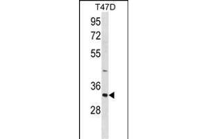 HAVCR2 Antibody (Center) (ABIN1881402 and ABIN2838913) western blot analysis in T47D cell line lysates (35 μg/lane). (TIM3 抗体  (AA 167-194))