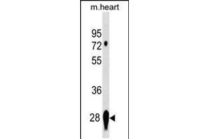 Western blot analysis in mouse heart tissue lysates (35ug/lane). (CAPNS2 抗体  (AA 55-83))