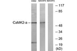 Western blot analysis of extracts from NIH-3T3/K562 cells, using CaMK2 alpha/delta (Ab-286) Antibody. (CaMK2 alpha/delta 抗体  (AA 256-305))