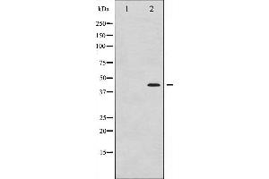Western blot analysis of MEK1/2 phosphorylation expression in UV treated Jurkat whole cell lysates,The lane on the left is treated with the antigen-specific peptide. (MEK1 抗体  (pSer221))