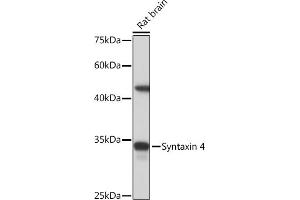 Western blot analysis of extracts of Rat brain, using Syntaxin 4 Rabbit mAb (ABIN7270687) at 1:1000 dilution. (Syntaxin 4 抗体)