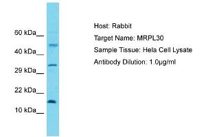 Host: Rabbit Target Name: MRPL30 Sample Tissue: Human Hela Whole Cell Antibody Dilution: 1ug/ml