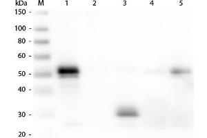 Western Blot of Anti-Rabbit IgG F(c) (DONKEY) Antibody . (驴 anti-兔 IgG (Fc Region) Antibody (TRITC) - Preadsorbed)