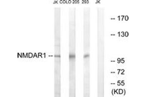 Western blot analysis of extracts from Jurkat/COLO205/293 cells, using NMDAR1 (Ab-896) Antibody. (GRIN1/NMDAR1 抗体  (AA 862-911))