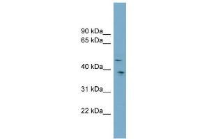 Western Blotting (WB) image for anti-Sparc/osteonectin, Cwcv and Kazal-Like Domains Proteoglycan (Testican) 3 (SPOCK3) (Middle Region) antibody (ABIN2782069)