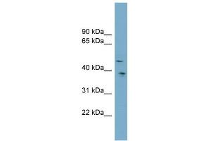 WB Suggested Anti-SPOCK3 Antibody Titration:  0.