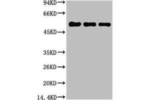 Western blot analysis of 1) Hela, 2) Mouse Brain Tissue, 3) Rat Brain Tissue, diluted at 1:5000. (TUBB1 抗体)