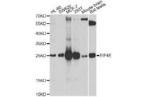 Western blot analysis of extracts of various cell lines, using EIF4E antibody (ABIN5971189) at 1/1000 dilution. (EIF4E 抗体)
