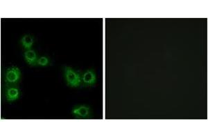Immunofluorescence (IF) image for anti-MAS-Related GPR, Member X3 (MRGPRX3) (AA 99-148) antibody (ABIN2891107) (MRGPRX3 抗体  (AA 99-148))