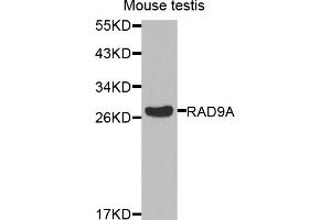 Western blot analysis of extracts of mouse testis, using RAD9A antibody. (RAD9A 抗体)
