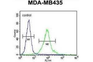 Flow cytometric analysis of MDA-MB435 cells using MeCP2 Antibody (N-term) Cat. (MECP2 抗体  (N-Term))