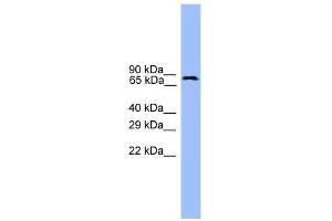 USP1 antibody used at 0. (USP1 抗体  (C-Term))