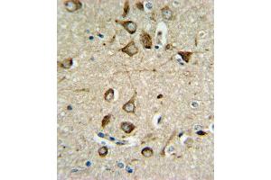 ASMT Antibody (Center) (ABIN650987 and ABIN2840024) IHC analysis in formalin fixed and paraffin embedded brain tissue followed by peroxidase conjugation of the secondary antibody and DAB staining.