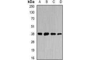 Western blot analysis of MATH-1 expression in SW620 (A), HepG2 (B), mouse liver (C), mouse heart (D) whole cell lysates. (ATOH1 抗体)
