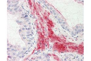 Anti-MKP3 / DUSP6 antibody IHC staining of human prostate. (DUSP6 抗体  (AA 14-201))