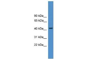 WB Suggested Anti-PSMC3 Antibody Titration: 0.