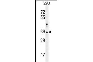 NKX1-2 Antibody (N-term) (ABIN655691 and ABIN2845148) western blot analysis in 293 cell line lysates (35 μg/lane). (NKX1-2 抗体  (AA 46-74))
