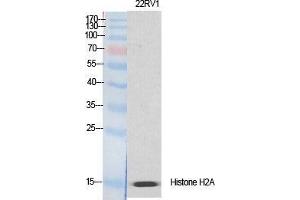 Western Blot (WB) analysis of specific cells using Histone H2A. (H2AFX 抗体  (Ser465))