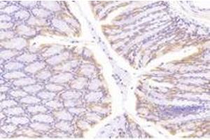 Immunohistochemistry analysis of paraffin-embedded mouse colon using,NT5C1B (ABIN7072861) at dilution of 1: 1200 (NT5C1B 抗体)