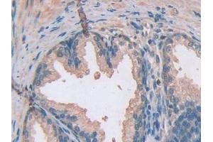 Immunohistochemistry (IHC) image for anti-Ataxin 10 (ATXN10) (AA 116-302) antibody (ABIN7442945)