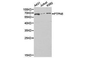 Western Blotting (WB) image for anti-Protein-tyrosine Phosphatase 1C (PTPN6) antibody (ABIN1874455) (SHP1 抗体)