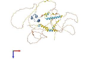 DMRT2 Protein (AA 1-561) (His tag)