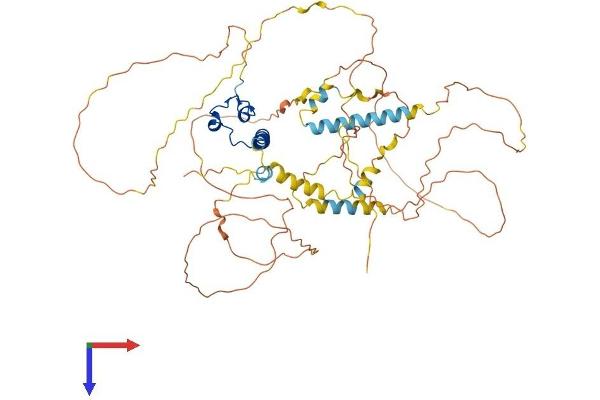 DMRT2 Protein (AA 1-561) (His tag)