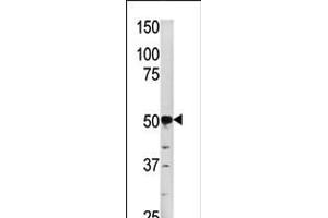 Western blot analysis of anti-PGK2 in HepG2 cell line lysate (35ug/lane) (PGK2 抗体  (N-Term))